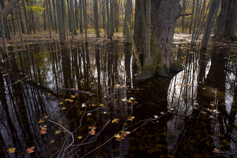 Big Tree Reflected