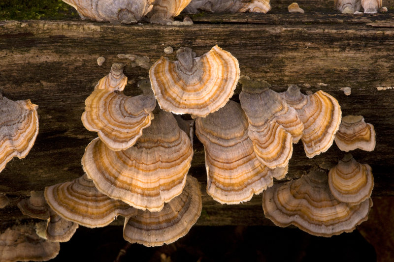 Fungus