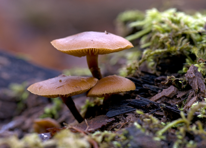 3 Mushrooms