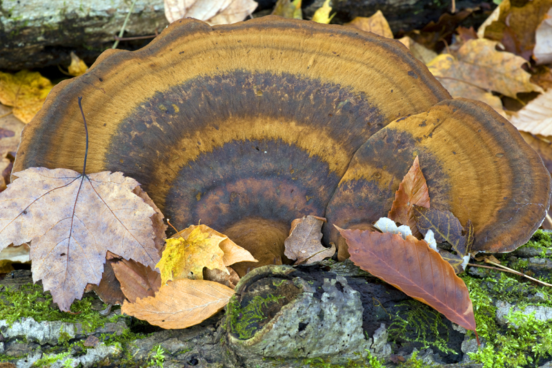 Big Fungus