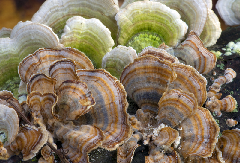 Fungus