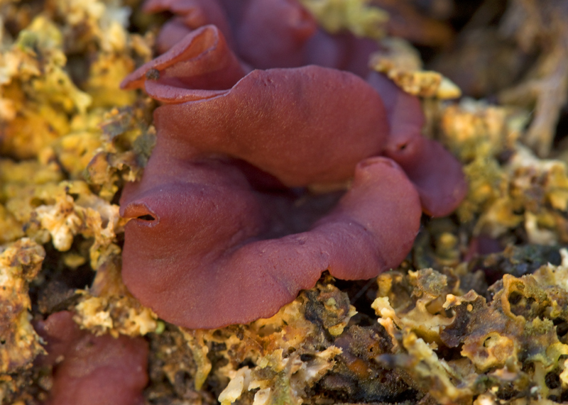 Burgundy Fungus
