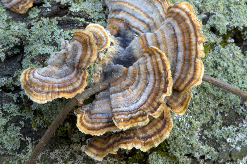Green Fungi