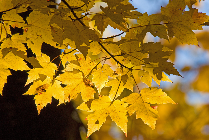 Yellow Leaves