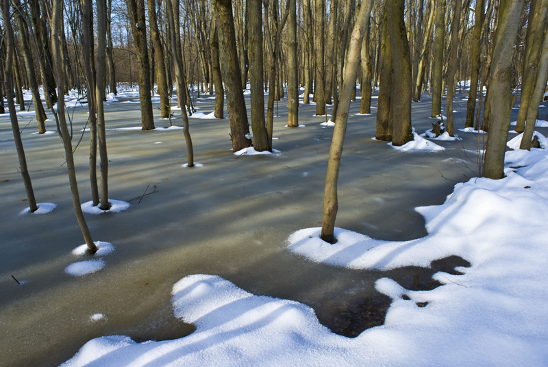Morning, Hay Swamp