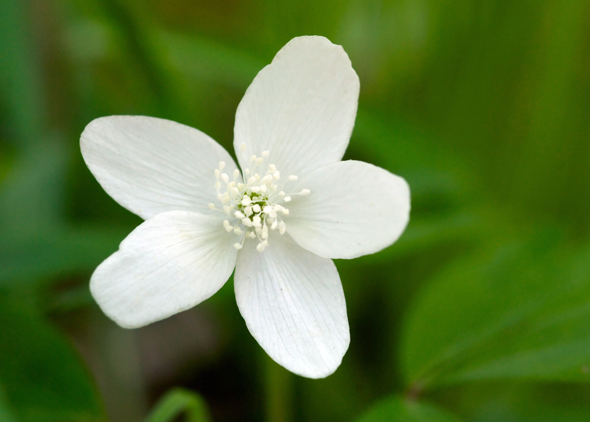 Wood Anemone