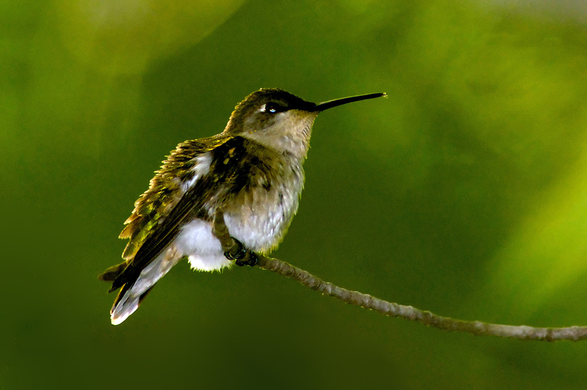 Hummingbird