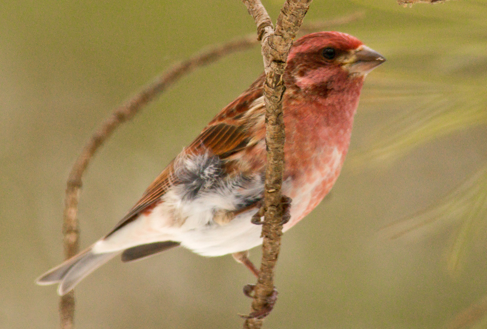 Purple Finch