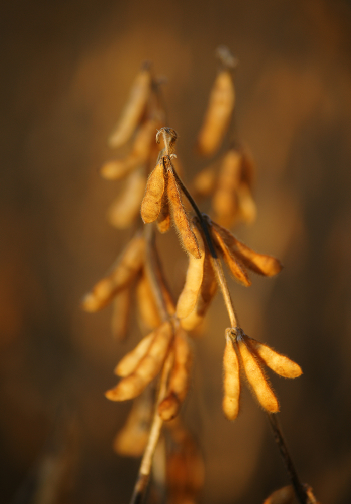 Soybeans