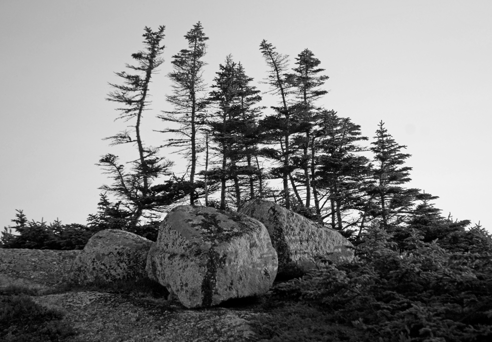 Rocks Trees