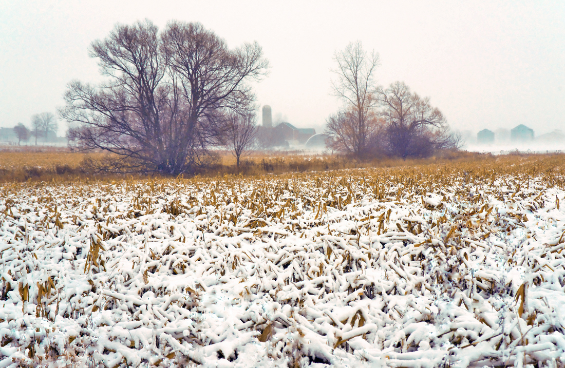Stormy Field