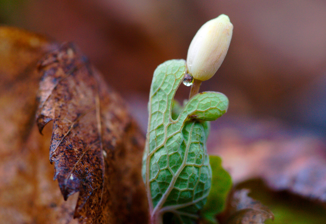 Bloodroot.jpg