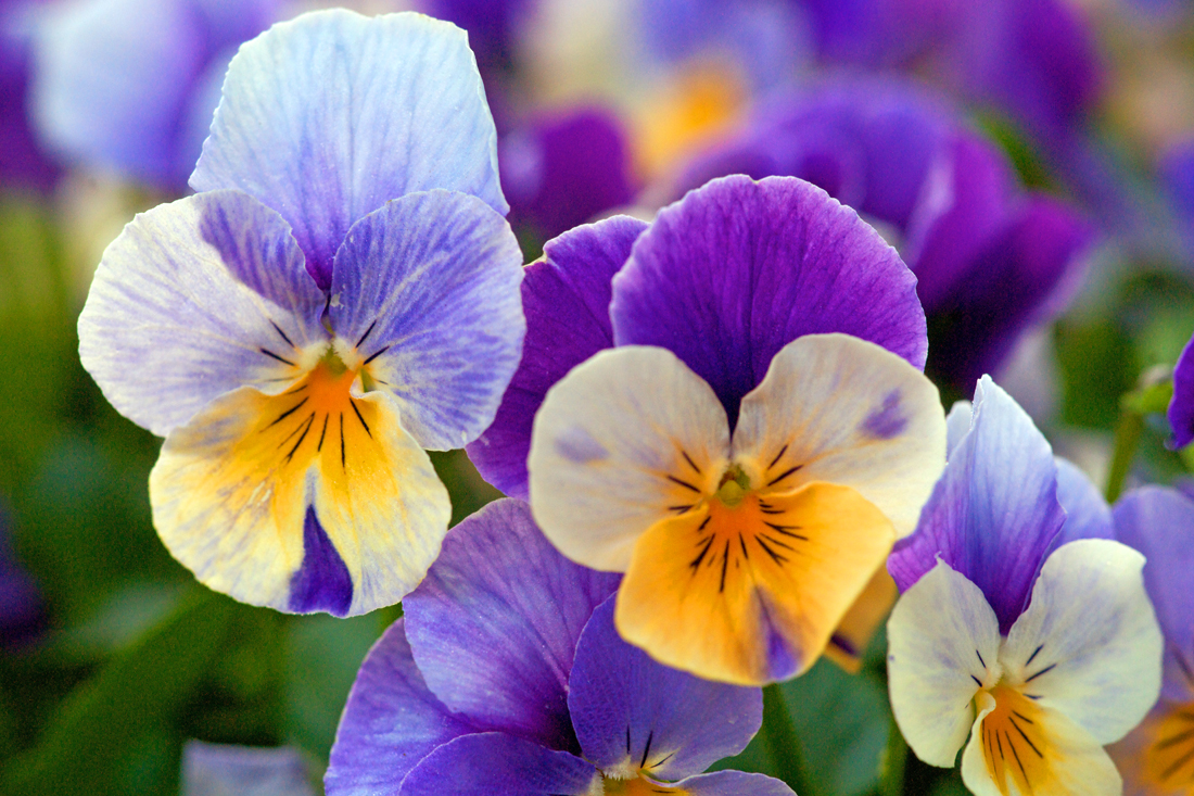 Pansies