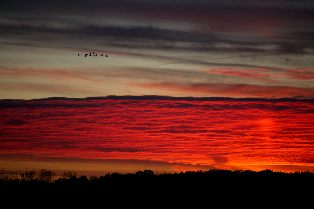 Sunset Geese