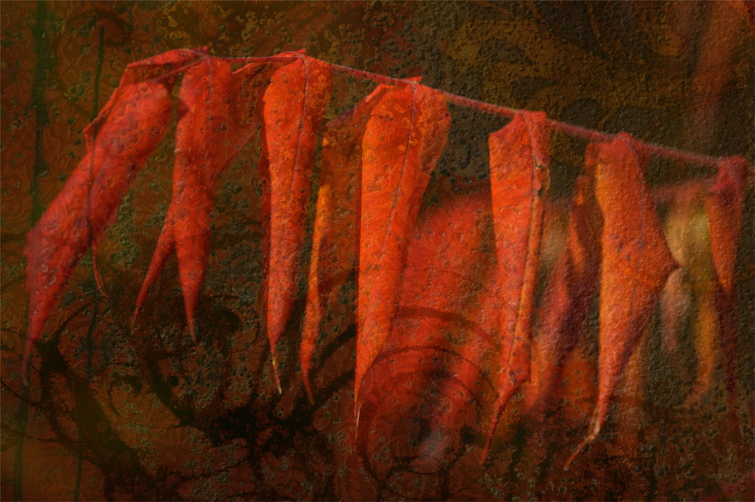 Sumac 