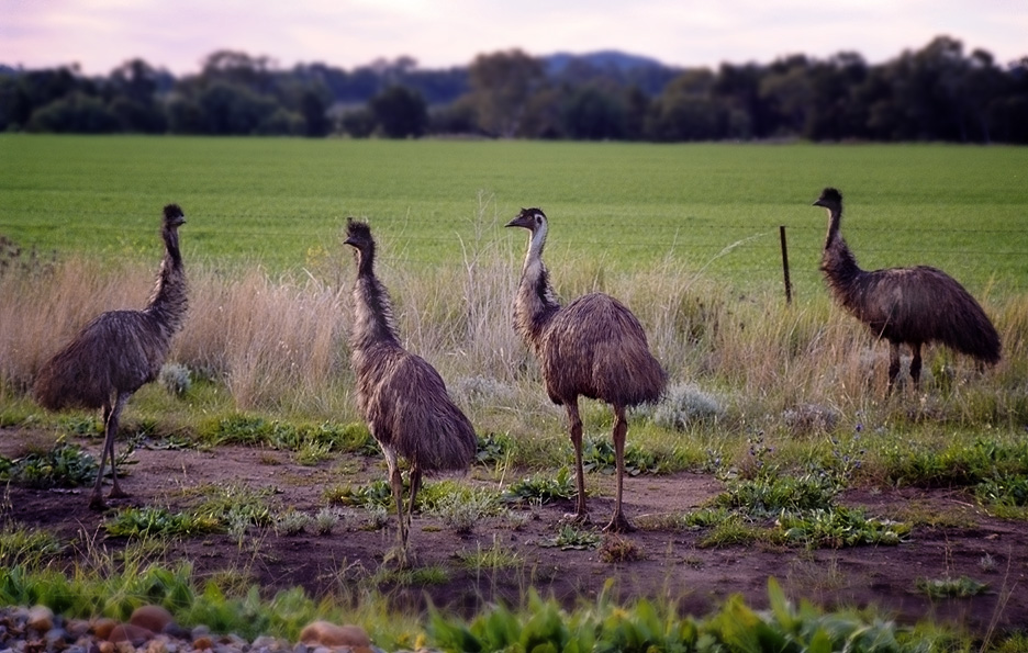 Roadside Family