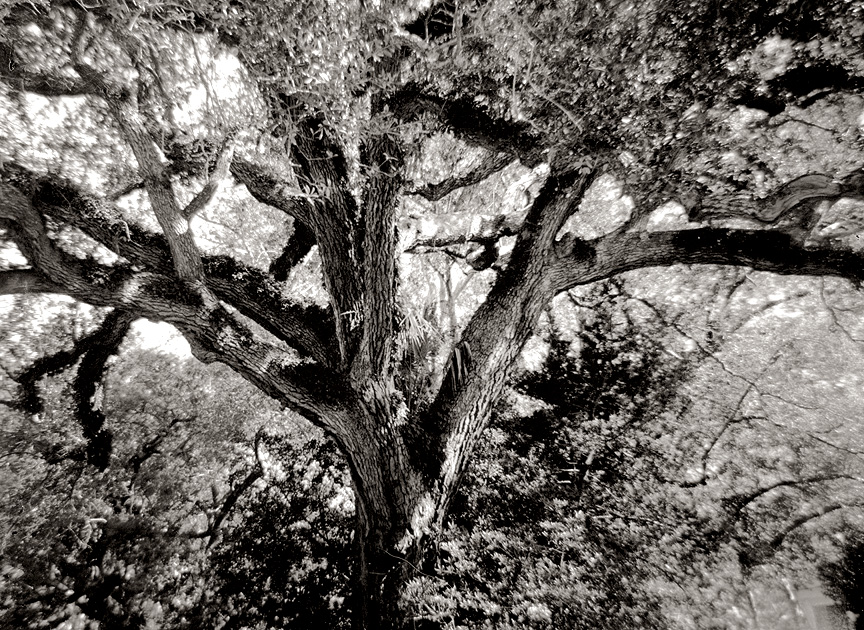 Shadow Story #4