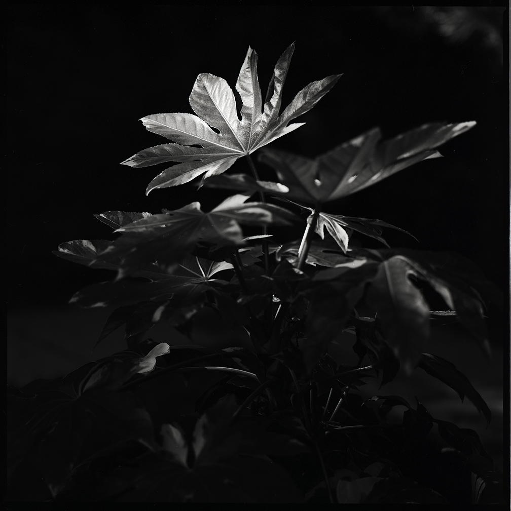 Fatsia Japonica