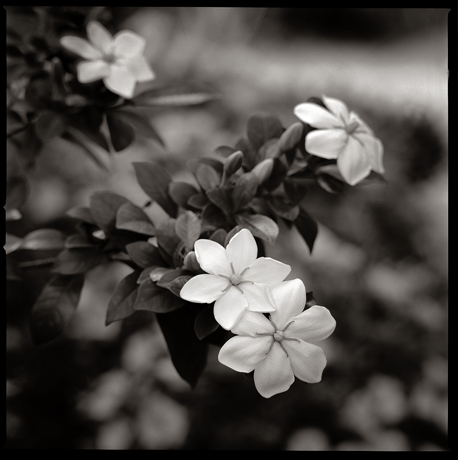 Gardenia 1