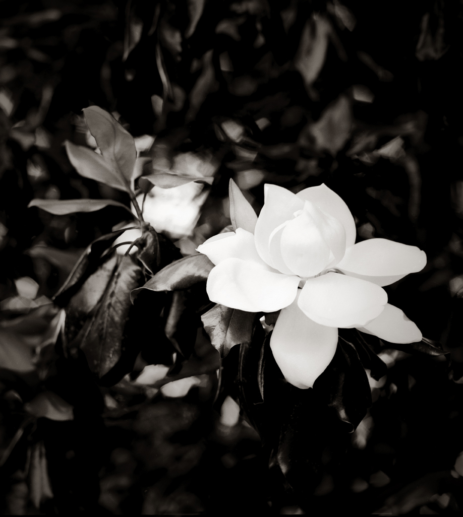 Magnolia 3