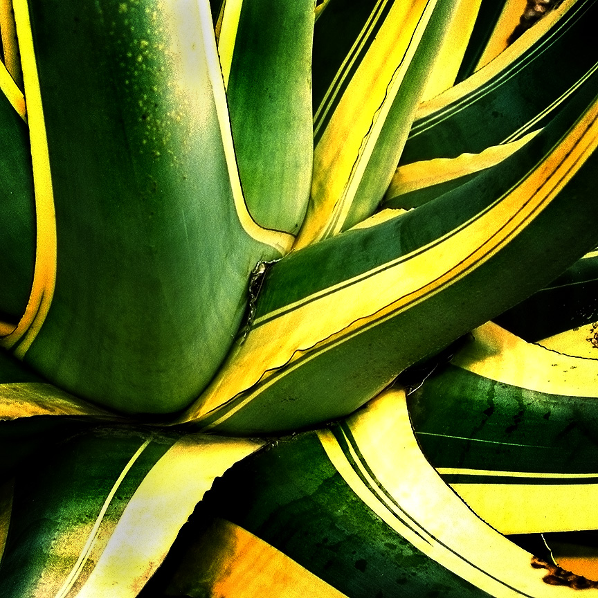 Agave
