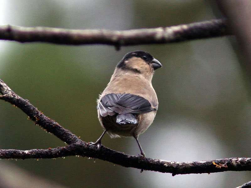 Azordomherre - Azores Bullfinch (Pyrrhula murina)