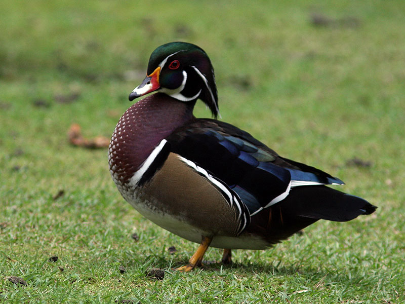 Brudand - Wood Duck (Aix sponsa)