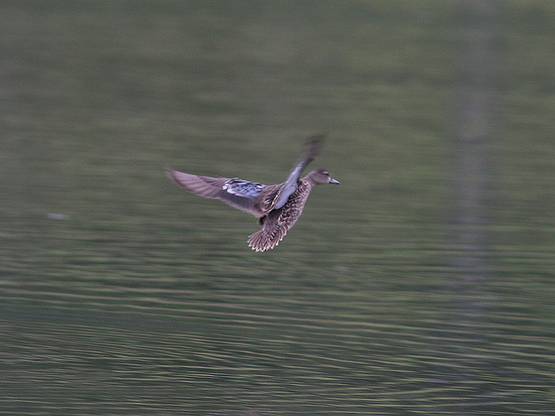 Blvingad rta - Blue-winged Teal (Anas discors)