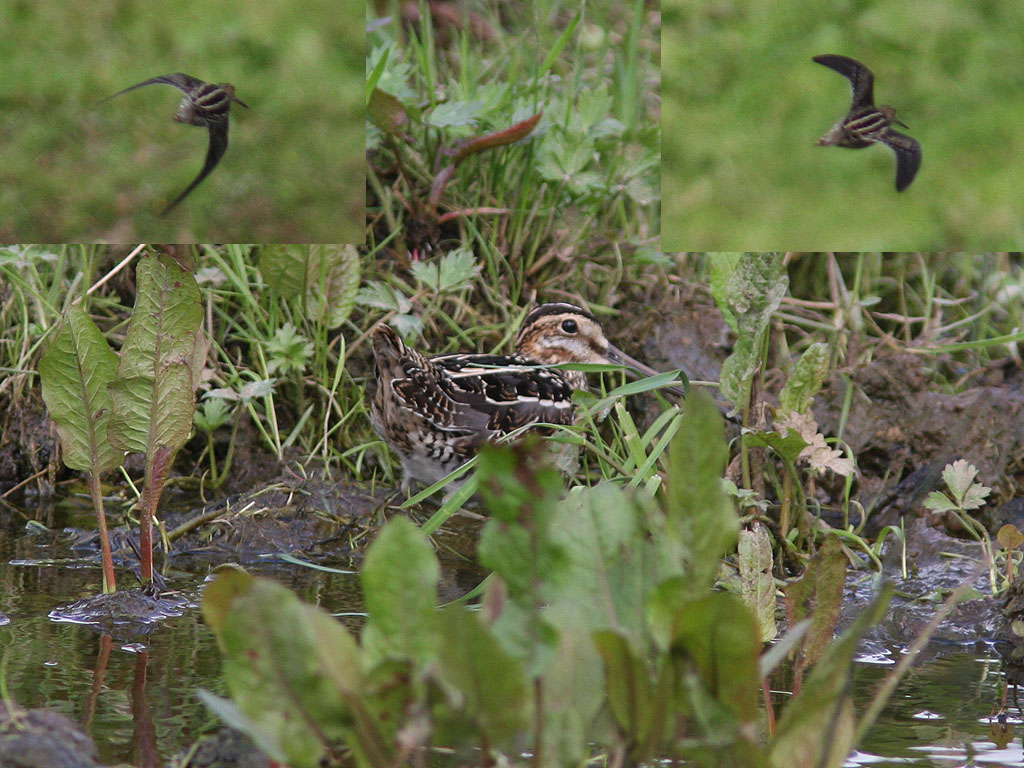 Amerikansk enkelbeckasin - Wilsons Snipe (Gallinago delicata)?