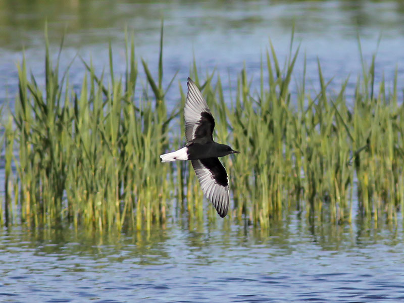 Vitvingad trna - White-winged Tern (Chlidonias leucopterus)