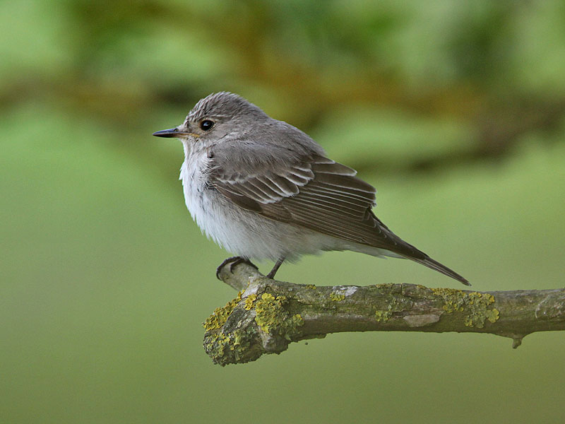 Gr flugsnappare - Spotted Flycatcher (Muscicapa striata)