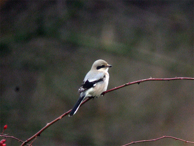 Varfgel - Great Grey Shrike (Lanius excubitor sibiricus)?