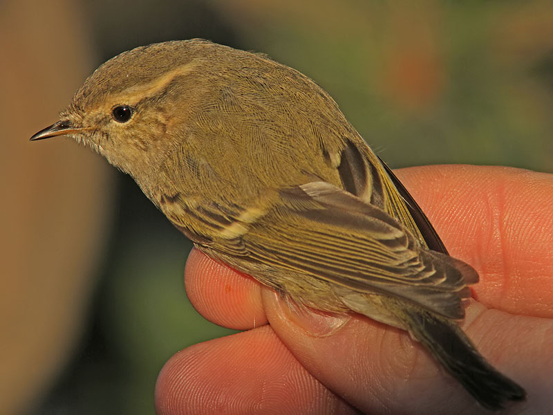 Bergstajgasngare - Humes Warbler (Phylloscopus humei)