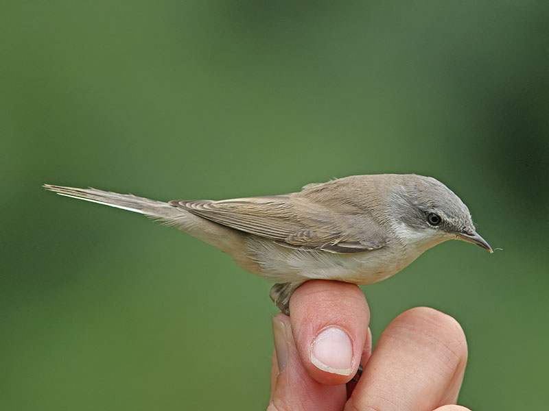 rtsngare - Lesser whitethroat (Sylvia curruca)