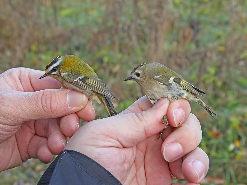 Firecrest and Goldcrest