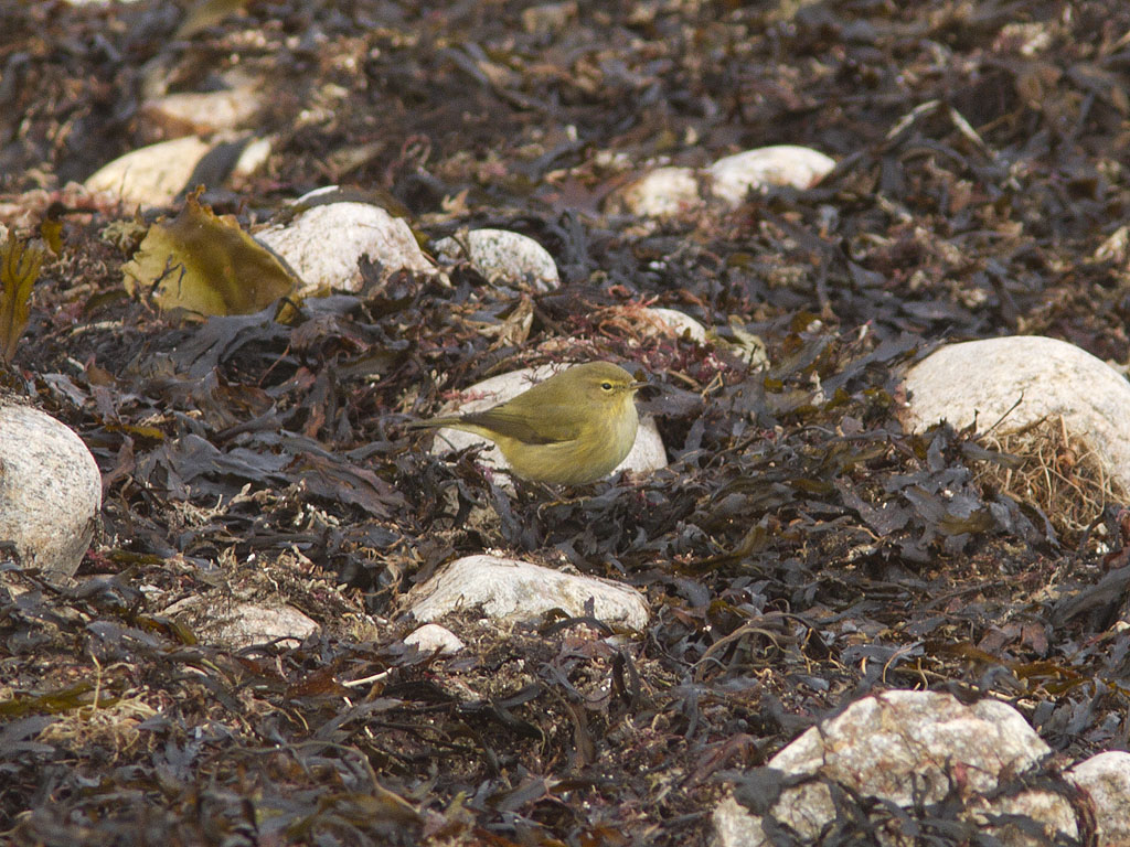 Gransngare - Chiffchaff (Phylloscopus collybitus)