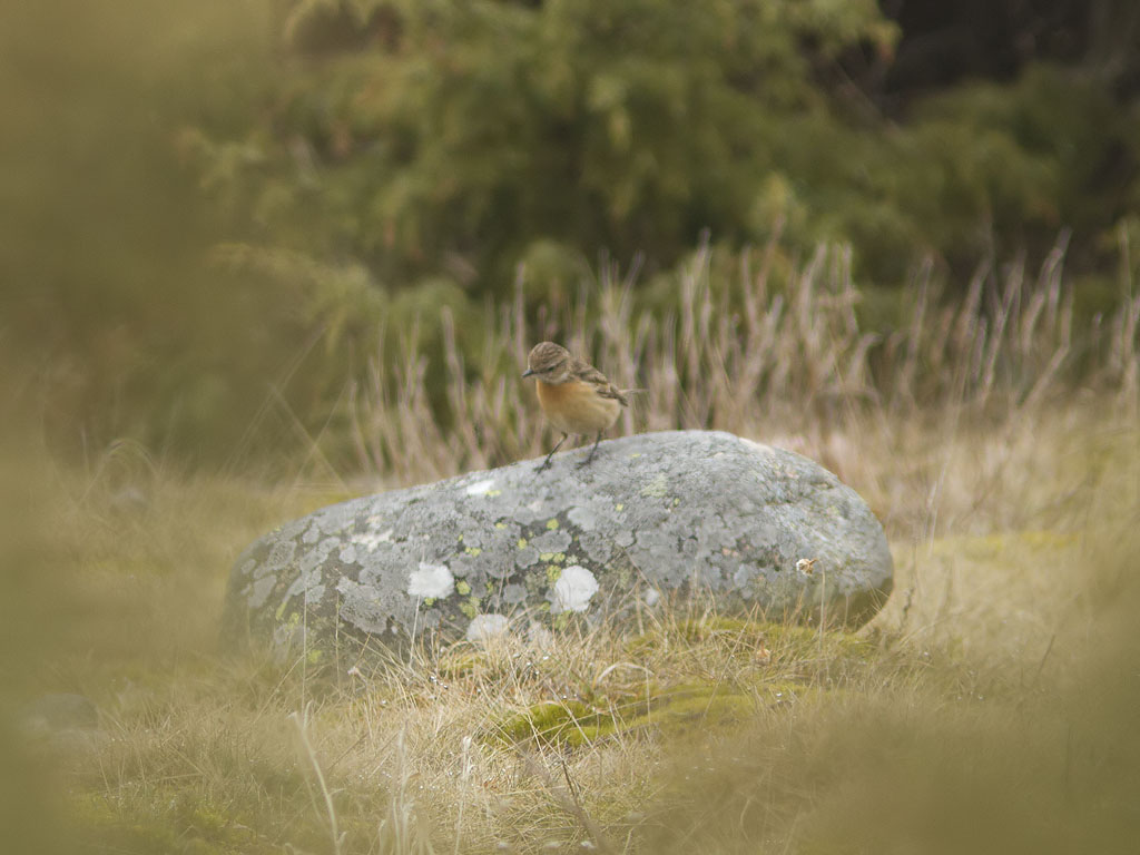 Svarthakad buskskvtta - Stonechat (Saxicola torquata)