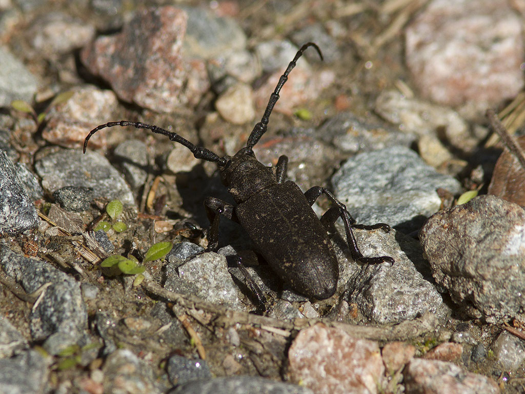 Videbock - Weaver beetle (Lamia textor)