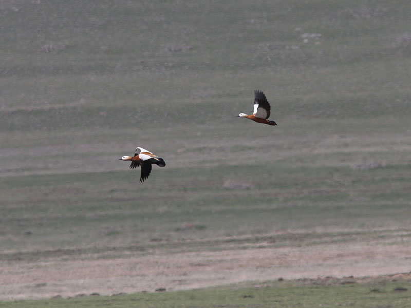 Rostand - Ruddy Shelduck (Tadorna ferruginea)
