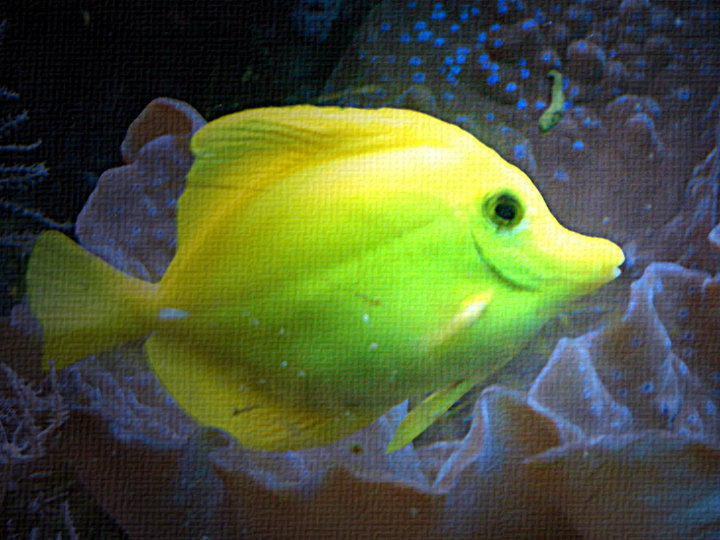 Yellow Tropical Fish