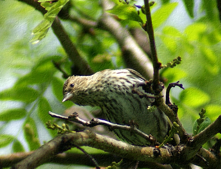 Female Red Wing Blackbird