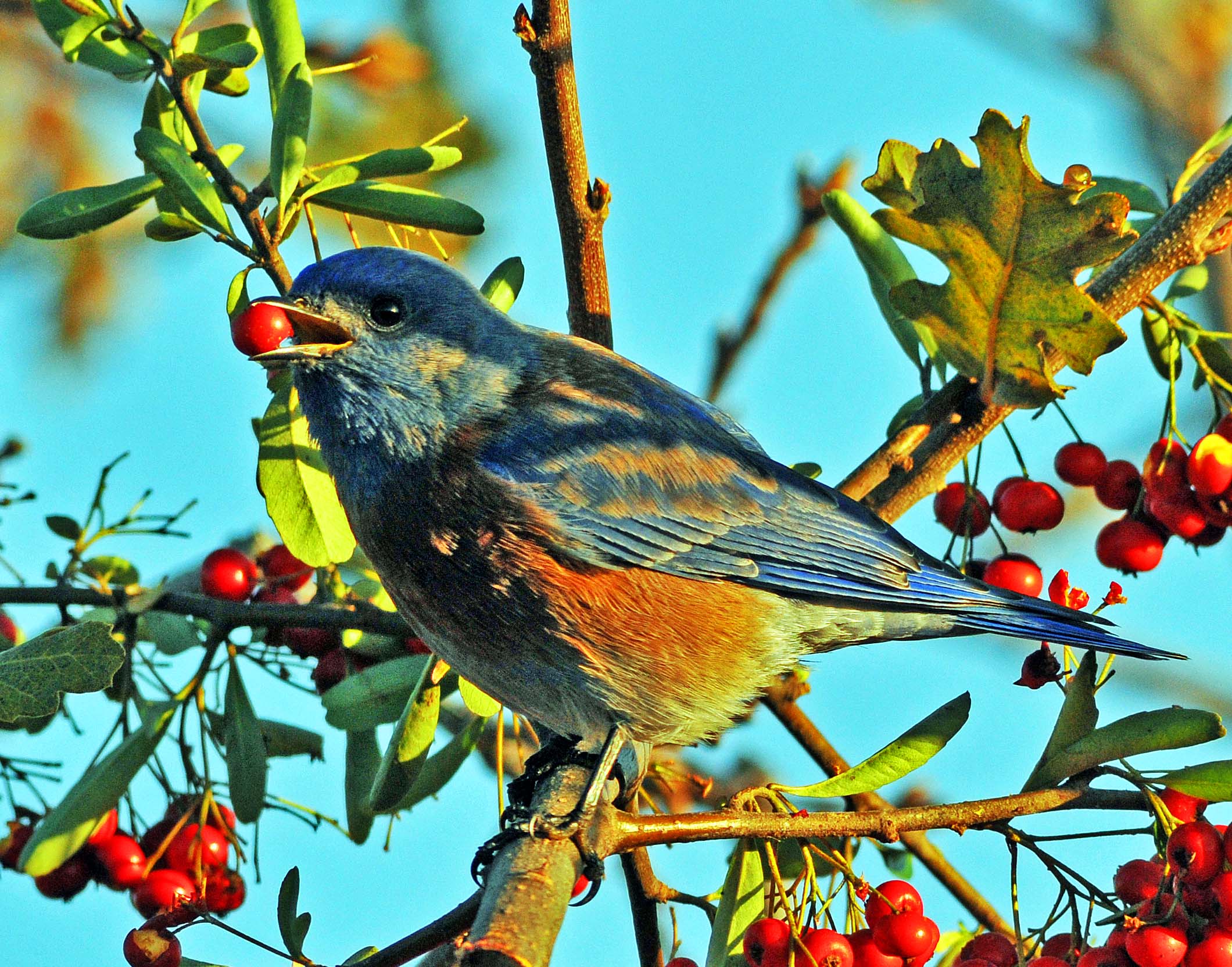 BLUE BIRD EATING BERRIES.jpg