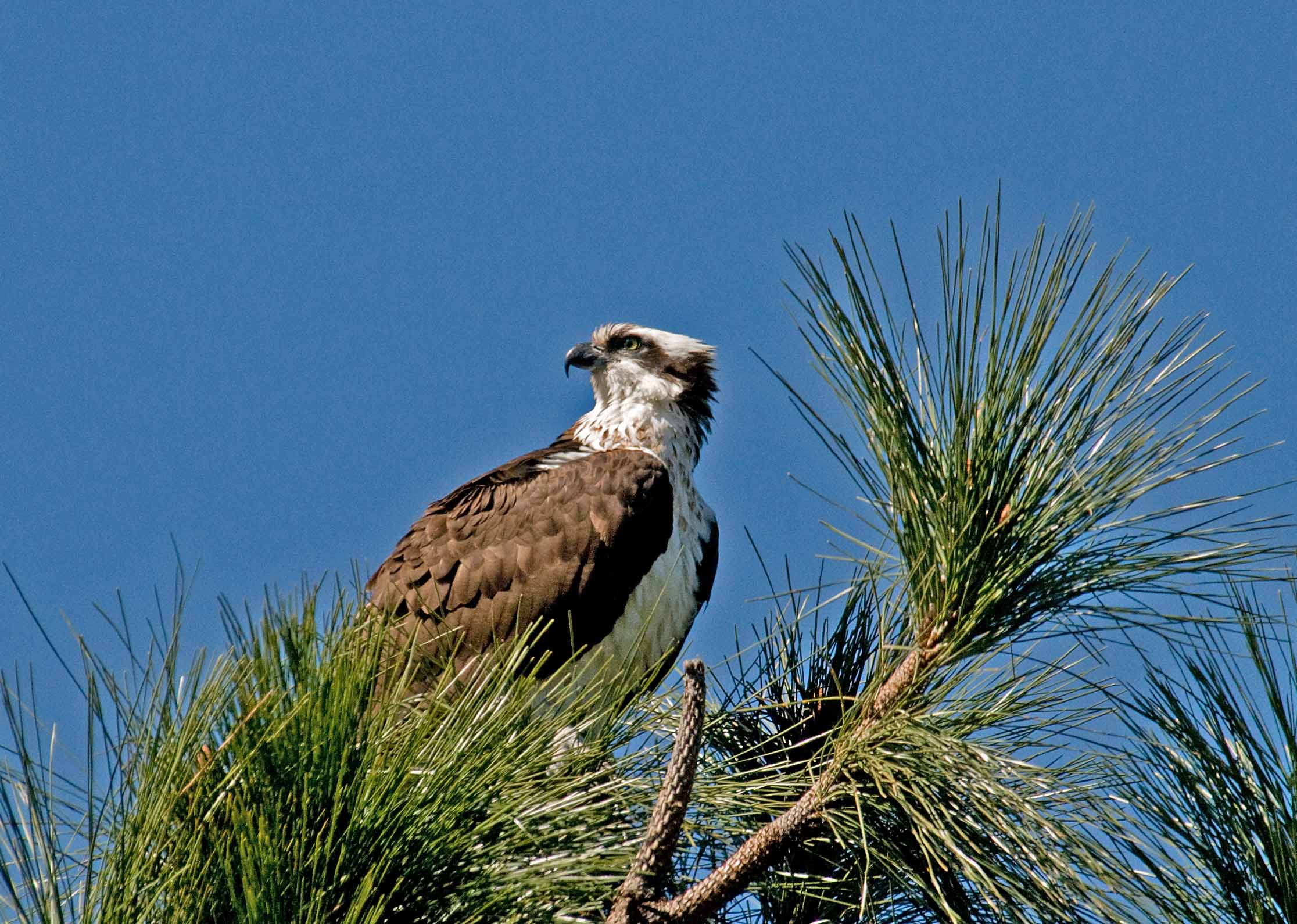 Osprey looking around.JPG