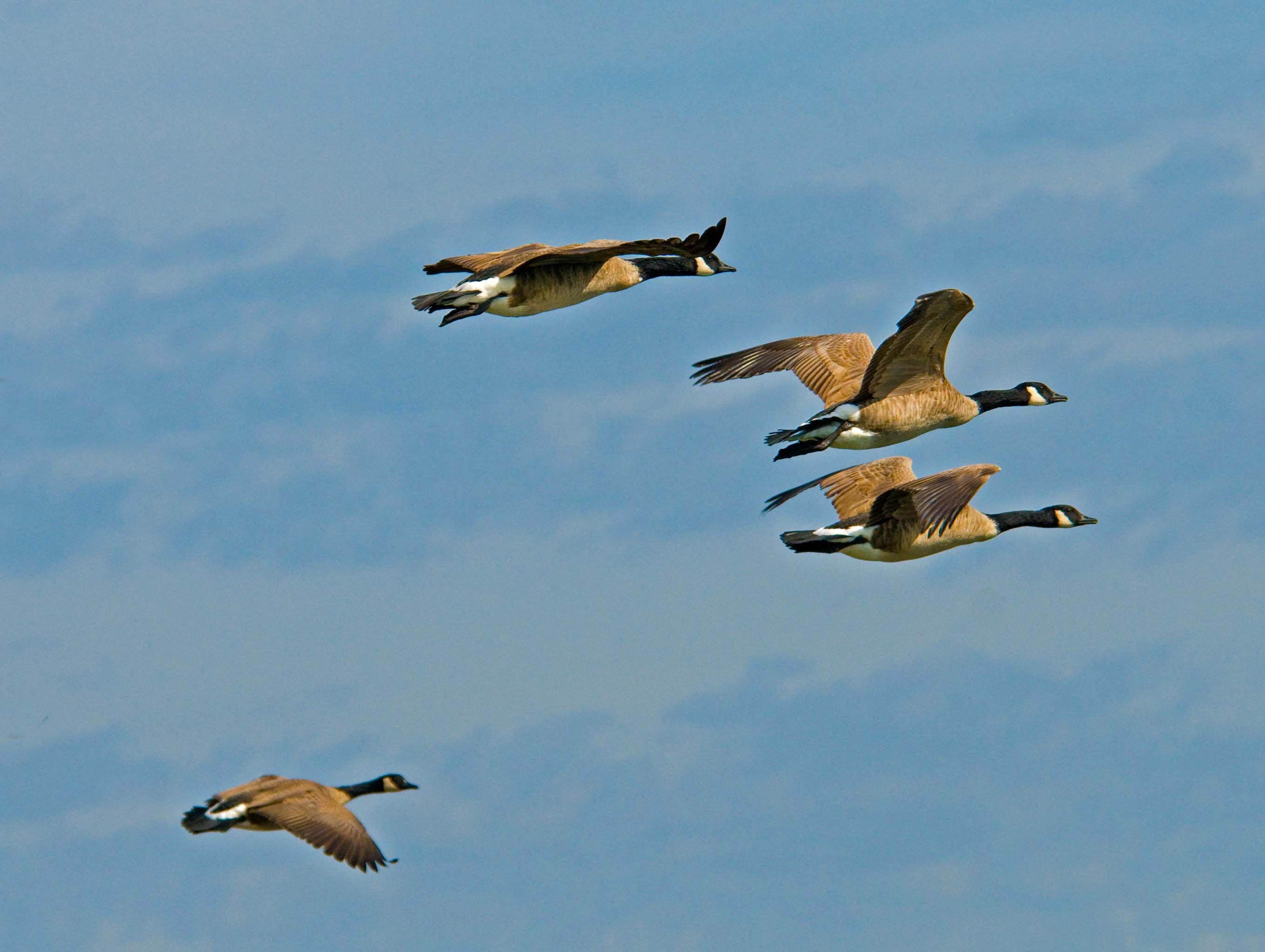 flying geese.jpg