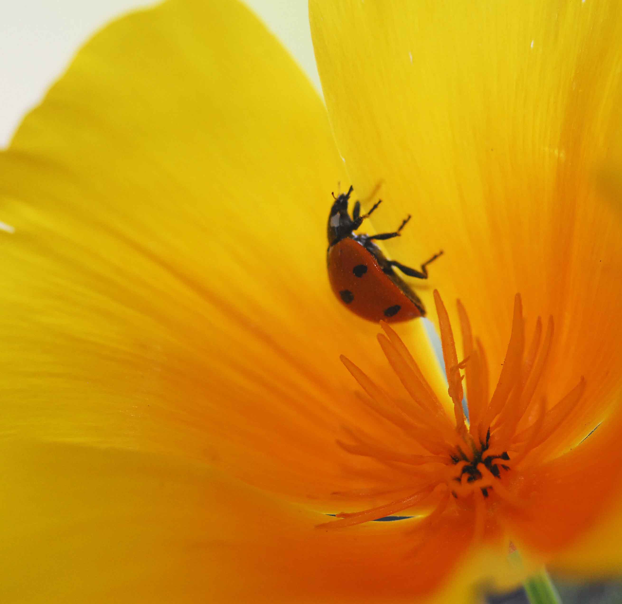 poppy in the Oaks.jpg