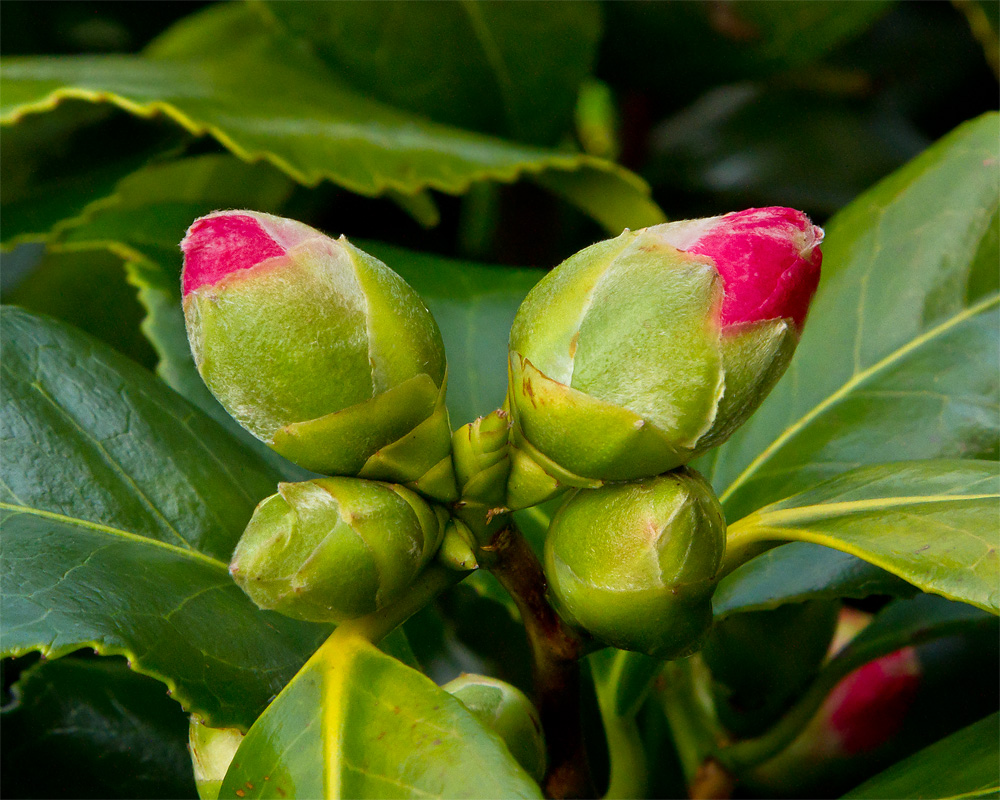 Week 05 - Signs of Spring - Camelia buds.jpg