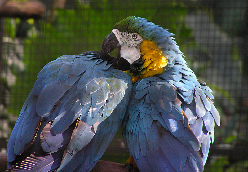 Macaw Parrots