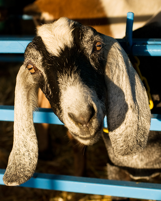 Fair Goat