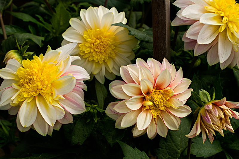 2010 Dahlias