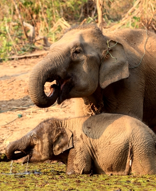 The Elephant Conservation Centre-Sayaboury.Laos PDR